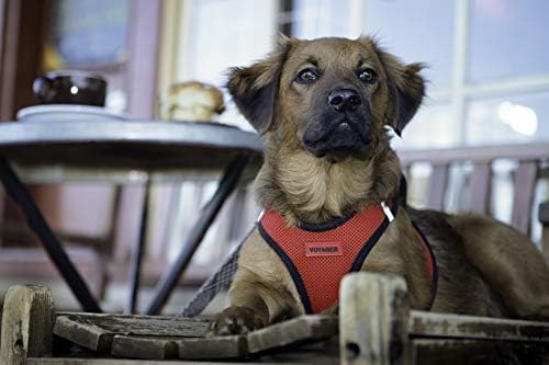 Војаџер Чекор-Во Воздух Куче Темперамент - Сите Временски Мрежа Чекор во Вест Подигнат за Мали и Средни Кучиња од Најдобри